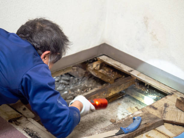Best Kitchen Mold Remediation in Crescent Springs, KY