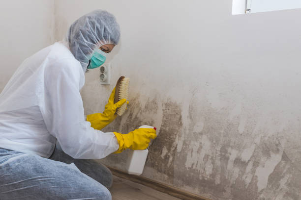 Best DIY Mold Remediation Support Services in Crescent Springs, KY