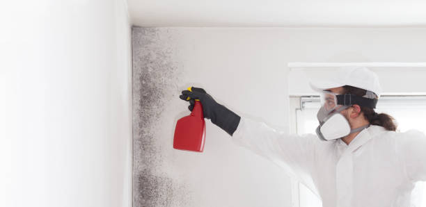 Best White Mold Remediation in Crescent Springs, KY