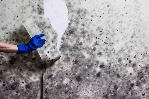 Best Attic Mold Remediation in Crescent Springs, KY
