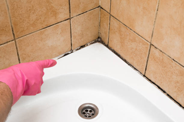 Best Commercial Mold Remediation in Crescent Springs, KY